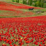 دانلود آهنگ زندگی قصه تلخیست که از آغازش بس که آزرده شدم چشم به پایان دارم دانلود آهنگ زندگی قصه تلخیست که از آغازش بس که آزرده شدم چشم به پایان دارم