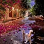 آهنگ میکشن کلی کلی شاتو بزار بیا وسط آهنگ میکشن کلی کلی شاتو بزار بیا وسط