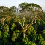 آهنگ یک نفس ای پیک سحری بر سر کویش کن گذری