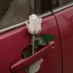 آهنگ کار خدا بوده شلیکم گربه سیاه های پرشین آهنگ کار خدا بوده شلیکم گربه سیاه های پرشین