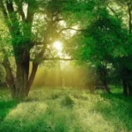 آهنگ تو فکر میکردی بردی بازیو من از قصد میباختم بت موهان