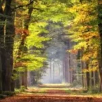 آهنگ آره خب تو‌ صبر نکردی با نداری سر نکردی جواد دهقان